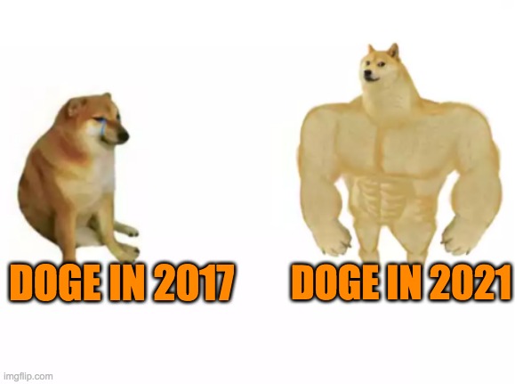buff doge vs cheems reversed | DOGE IN 2021; DOGE IN 2017 | image tagged in buff doge vs cheems reversed | made w/ Imgflip meme maker