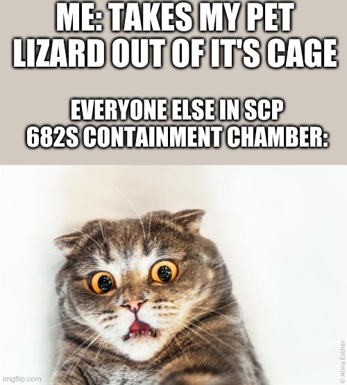horrified cat | ME: TAKES MY PET LIZARD OUT OF IT'S CAGE; EVERYONE ELSE IN SCP 682S CONTAINMENT CHAMBER: | image tagged in horrified cat | made w/ Imgflip meme maker