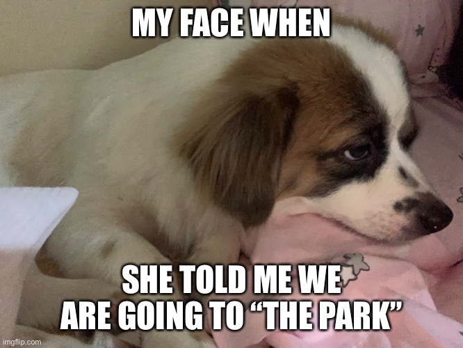 Disappointed dog | MY FACE WHEN; SHE TOLD ME WE ARE GOING TO “THE PARK” | image tagged in disappointment,disappointed,disappointed dog,dog,bored,puppy | made w/ Imgflip meme maker