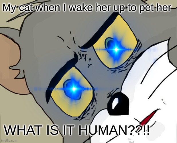 My cat when I wake her up to pet her; WHAT IS IT HUMAN??!! | made w/ Imgflip meme maker