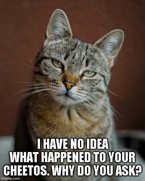 cats | I HAVE NO IDEA WHAT HAPPENED TO YOUR CHEETOS. WHY DO YOU ASK? | image tagged in cheetos | made w/ Imgflip meme maker
