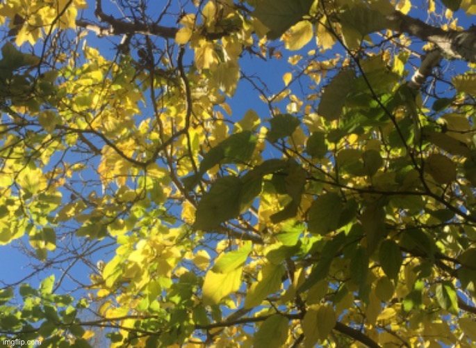 Another shot from beneath a tree | image tagged in tree,leaves,sky,blue,green,yellow | made w/ Imgflip meme maker