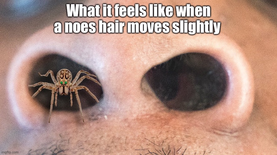 Noes spider | What it feels like when a noes hair moves slightly | image tagged in funny,relatable | made w/ Imgflip meme maker