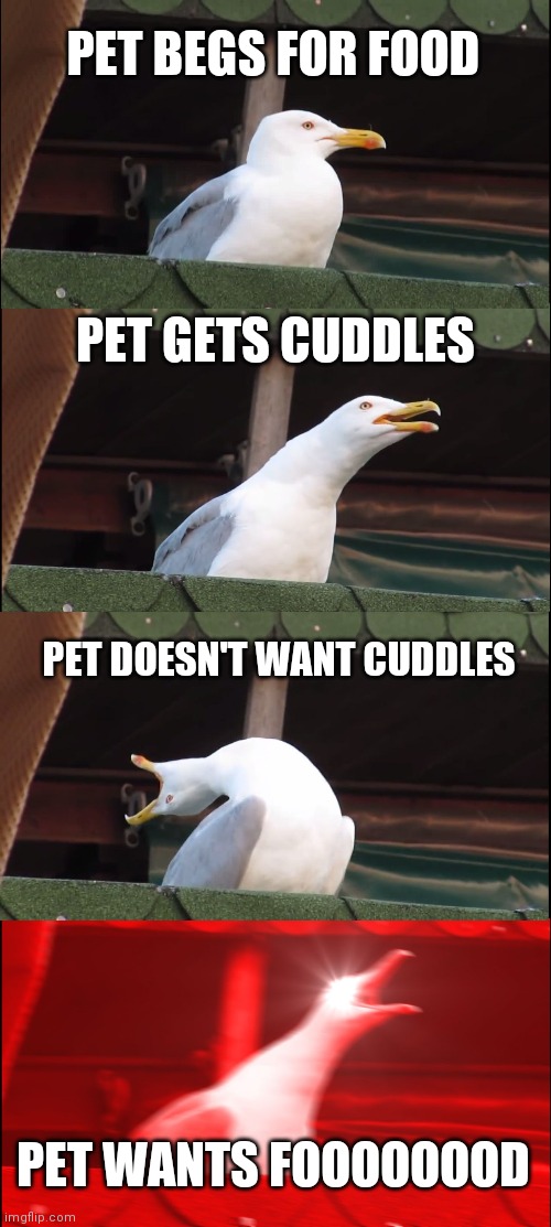 Inhaling Seagull | PET BEGS FOR FOOD; PET GETS CUDDLES; PET DOESN'T WANT CUDDLES; PET WANTS FOOOOOOOD | image tagged in memes,inhaling seagull,pets,food | made w/ Imgflip meme maker