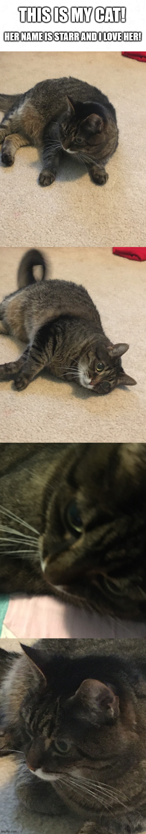 I wuv her to death | THIS IS MY CAT! HER NAME IS STARR AND I LOVE HER! | image tagged in cute,cute cat,cat | made w/ Imgflip meme maker