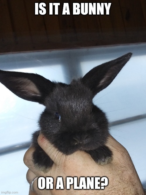 LOOK AT THOSE BIG EARS | IS IT A BUNNY; OR A PLANE? | image tagged in bunny,rabbit | made w/ Imgflip meme maker