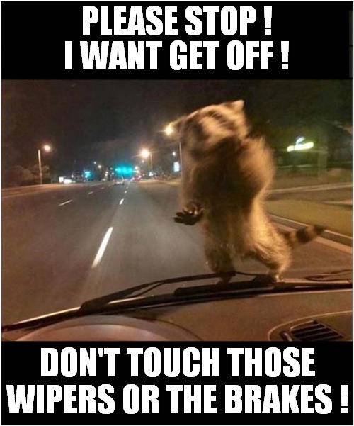 One Scary Car Ride ! | I WANT GET OFF ! PLEASE STOP ! DON'T TOUCH THOSE WIPERS OR THE BRAKES ! | image tagged in fun,racoon,dangerous | made w/ Imgflip meme maker