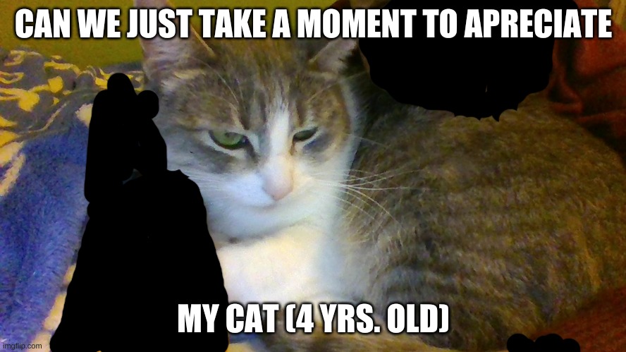 I mean just look at it | CAN WE JUST TAKE A MOMENT TO APRECIATE; MY CAT (4 YRS. OLD) | image tagged in cute cat,awwwww,lol,so damn adorable | made w/ Imgflip meme maker