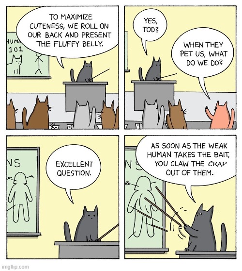 Happens every time... | CRAP | image tagged in comics,comics/cartoons,cats | made w/ Imgflip meme maker