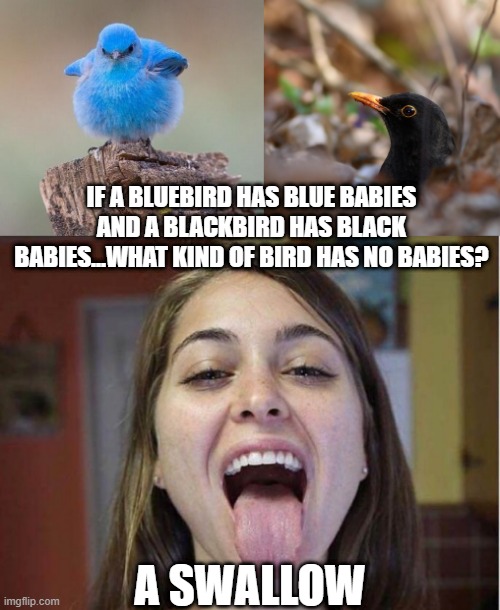 Birds of a Feather | IF A BLUEBIRD HAS BLUE BABIES AND A BLACKBIRD HAS BLACK BABIES...WHAT KIND OF BIRD HAS NO BABIES? A SWALLOW | image tagged in fluffy bluebird,dodgy blackbird,riley reid swallow | made w/ Imgflip meme maker