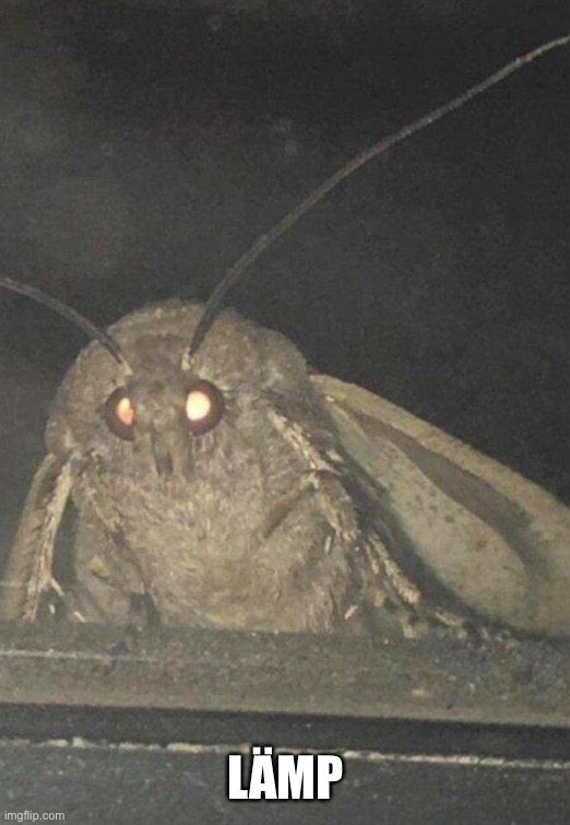 Moth | LÄMP | image tagged in moth | made w/ Imgflip meme maker