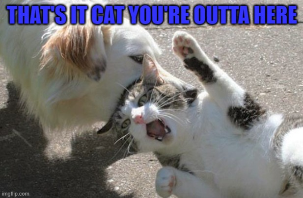 THAT'S IT CAT YOU'RE OUTTA HERE | made w/ Imgflip meme maker
