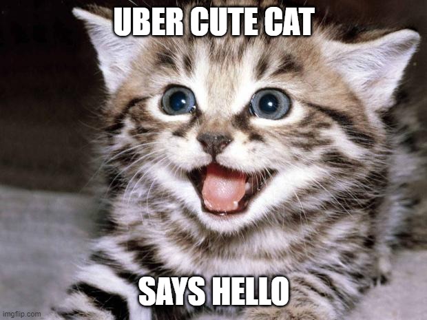 Uber Cute Cat | UBER CUTE CAT SAYS HELLO | image tagged in uber cute cat | made w/ Imgflip meme maker