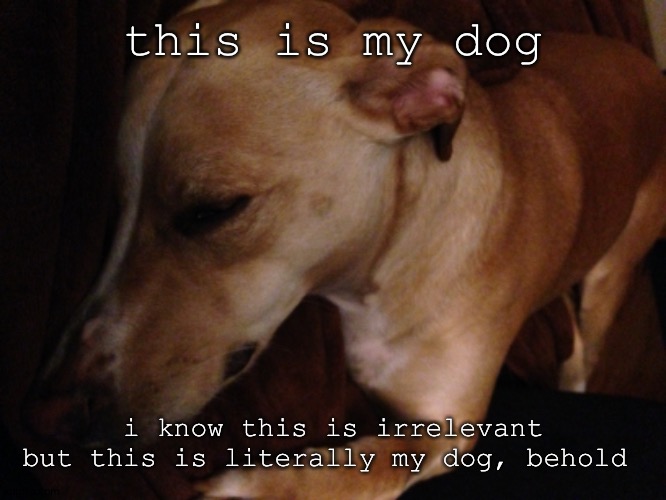 on second thought please do not let this into the stream | this is my dog; i know this is irrelevant but this is literally my dog, behold | image tagged in doggo | made w/ Imgflip meme maker