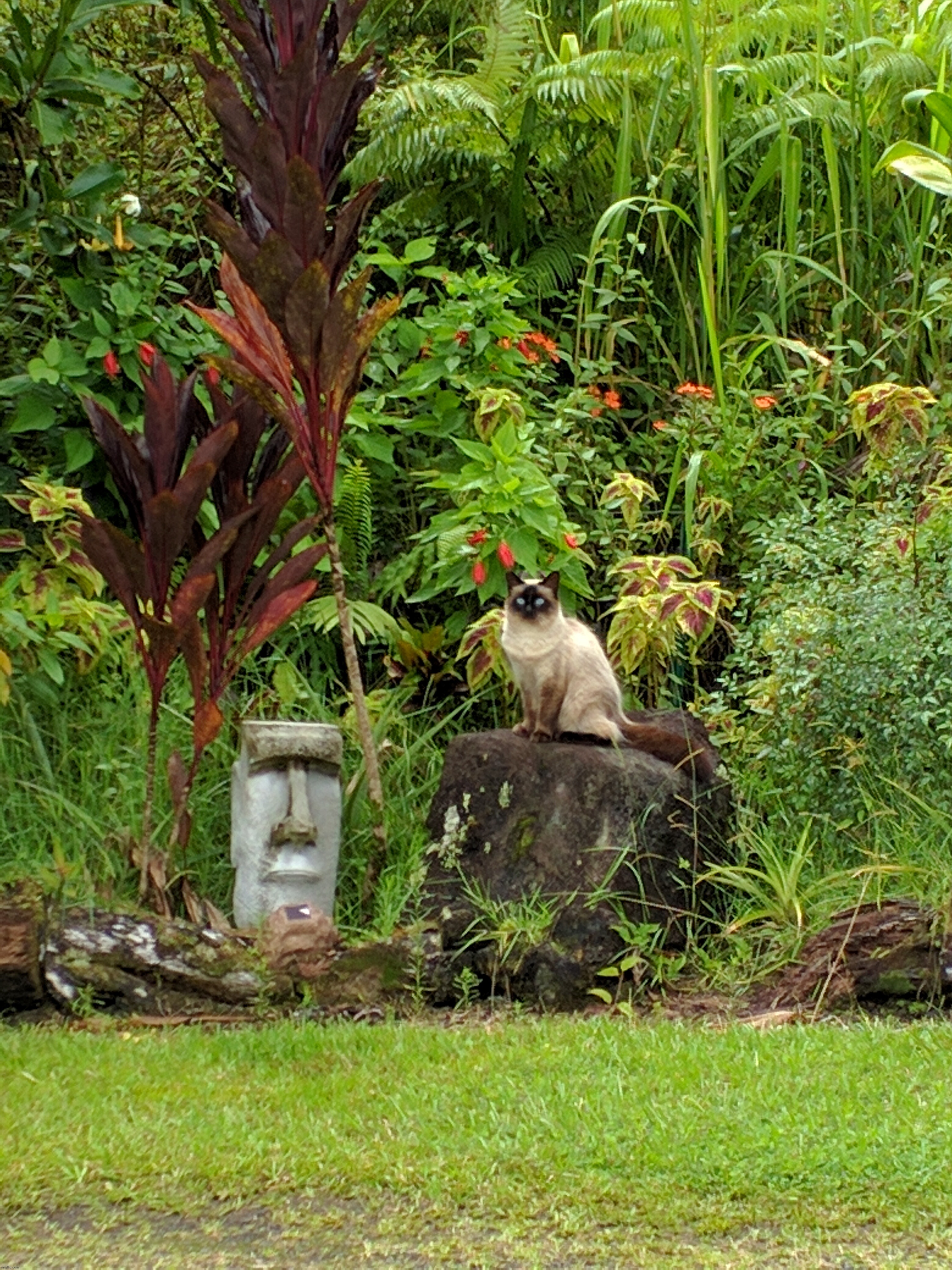 Hawaiian kitty from Pahoa | image tagged in hawaii,kitty,moai,pahoa,subjectmatters | made w/ Imgflip meme maker