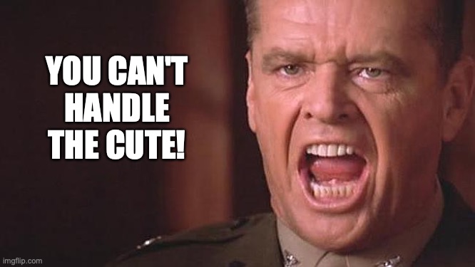 You can't handle the cute | YOU CAN'T
HANDLE
THE CUTE! | image tagged in cute,cute baby,cute puppy,too cute,cute animals | made w/ Imgflip meme maker