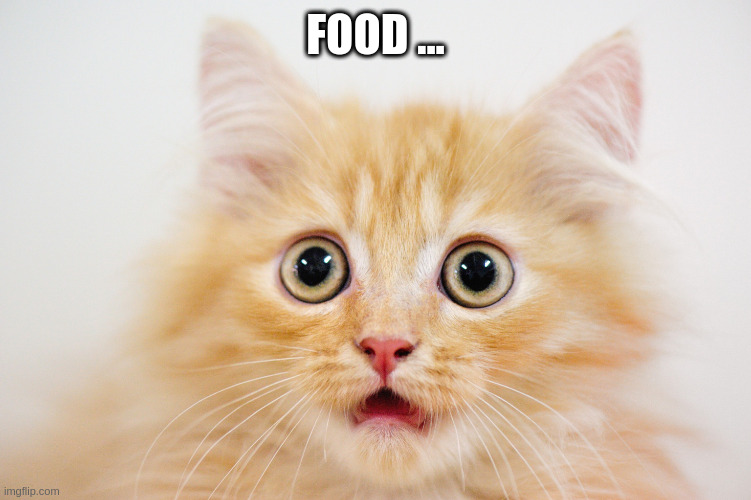 this i think is ronald when he was a babu | FOOD ... | image tagged in microdroplets,kitten,food | made w/ Imgflip meme maker
