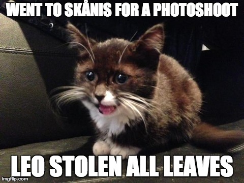 WENT TO SKÃ…NIS FOR A PHOTOSHOOT LEO STOLEN ALL LEAVES | image tagged in cat | made w/ Imgflip meme maker