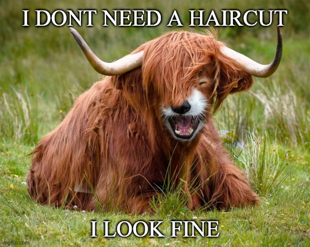 College Students be like | I DONT NEED A HAIRCUT; I LOOK FINE | image tagged in college life,funny animal,funny animal meme,photoshop | made w/ Imgflip meme maker