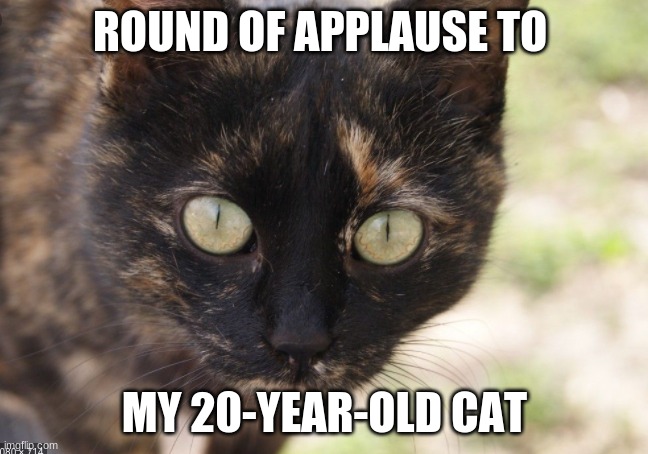 cat | ROUND OF APPLAUSE TO; MY 20-YEAR-OLD CAT | image tagged in cat | made w/ Imgflip meme maker