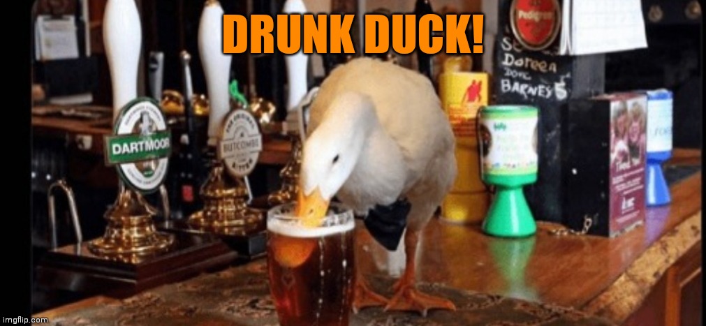 That's me as a duck | DRUNK DUCK! | image tagged in duck | made w/ Imgflip meme maker