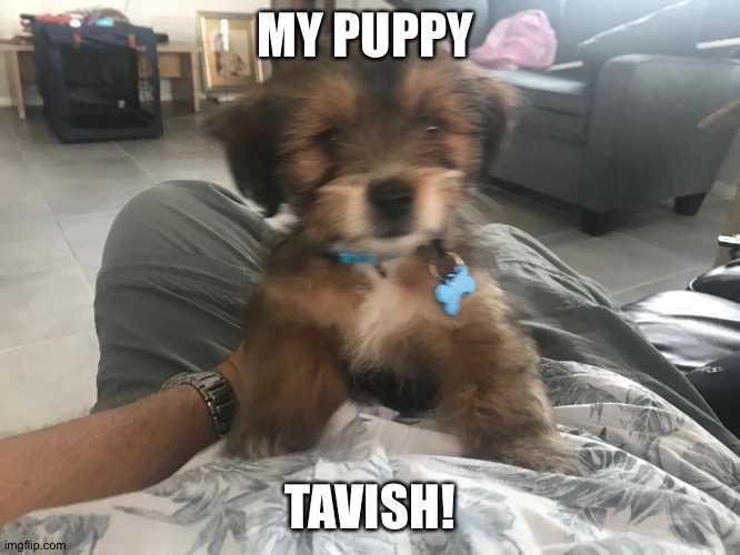 My puppy tavish! | MY PUPPY; TAVISH! | image tagged in puppy,cute | made w/ Imgflip meme maker