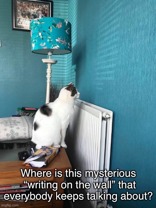 Am I Too Blind to See It? | Where is this mysterious  “writing on the wall” that everybody keeps talking about? | image tagged in funny memes,funny cat memes,cats | made w/ Imgflip meme maker