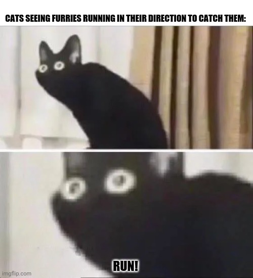 Scared cat | CATS SEEING FURRIES RUNNING IN THEIR DIRECTION TO CATCH THEM:; RUN! | image tagged in memes,furries,heavy breathing cat | made w/ Imgflip meme maker