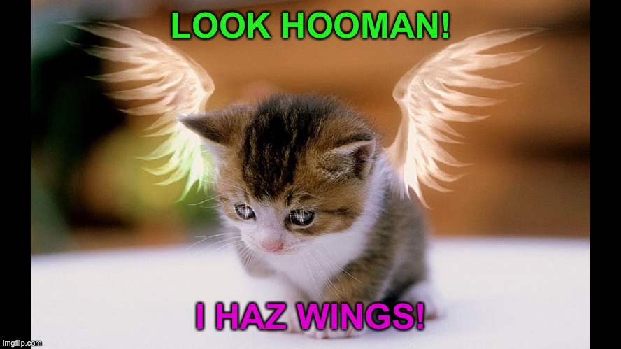 Cat with wings | LOOK HOOMAN! I HAZ WINGS! | image tagged in memes,funny,cats,animals,wings | made w/ Imgflip meme maker