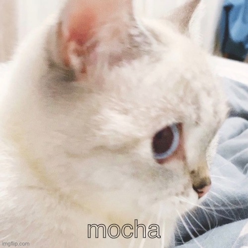 mocha | made w/ Imgflip meme maker