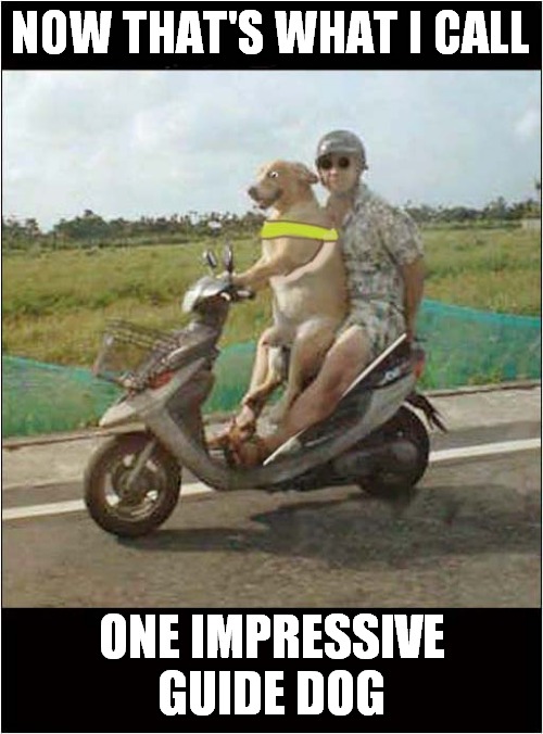 A Very Talented Guide Dog ! | NOW THAT'S WHAT I CALL; ONE IMPRESSIVE GUIDE DOG | image tagged in fun,guide dog,seeing eye dog,photoshop | made w/ Imgflip meme maker