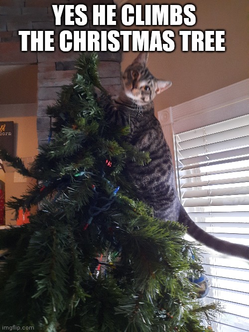 And yes we still have our Christmas tree up | YES HE CLIMBS THE CHRISTMAS TREE | made w/ Imgflip meme maker