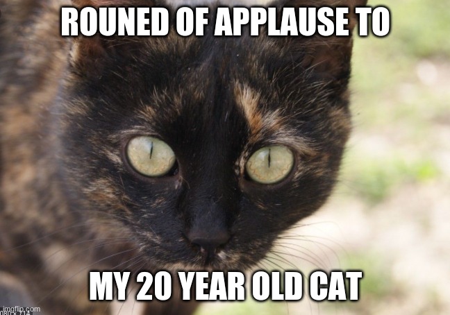 ROUNED OF APPLAUSE TO; MY 20-YEAR-OLD CAT | image tagged in cats | made w/ Imgflip meme maker