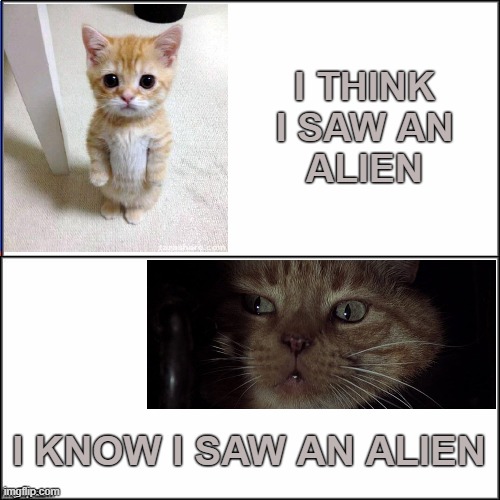 The elder of us remember that cat |  I THINK
I SAW AN
ALIEN; I KNOW I SAW AN ALIEN | image tagged in cute cat,scared cat,aliens,classic movies,nostradamus,classic | made w/ Imgflip meme maker