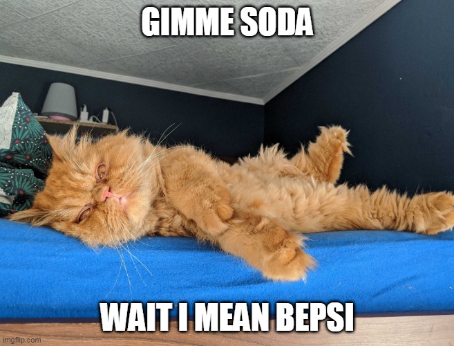 Grumpy cat | GIMME SODA; WAIT I MEAN BEPSI | image tagged in grumpy cat | made w/ Imgflip meme maker