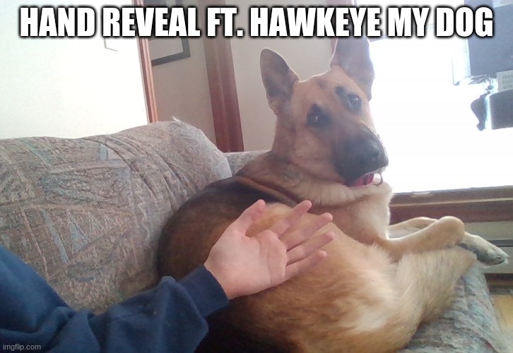 h a n d | HAND REVEAL FT. HAWKEYE MY DOG | image tagged in hand,reveal | made w/ Imgflip meme maker