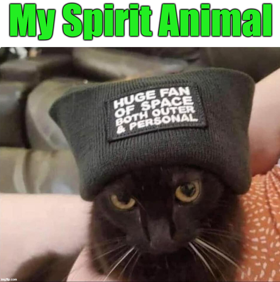 My Spirit Animal | image tagged in cats | made w/ Imgflip meme maker