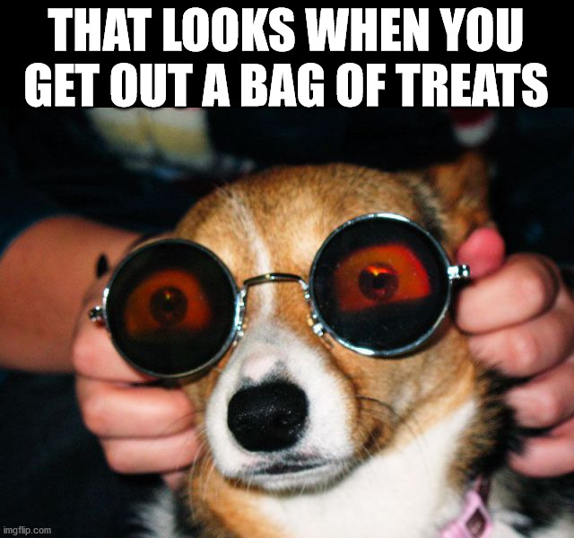 THAT LOOKS WHEN YOU GET OUT A BAG OF TREATS | image tagged in dogs | made w/ Imgflip meme maker