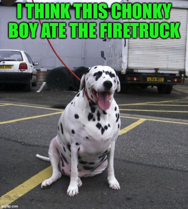 I THINK THIS CHONKY BOY ATE THE FIRETRUCK | image tagged in dogs | made w/ Imgflip meme maker