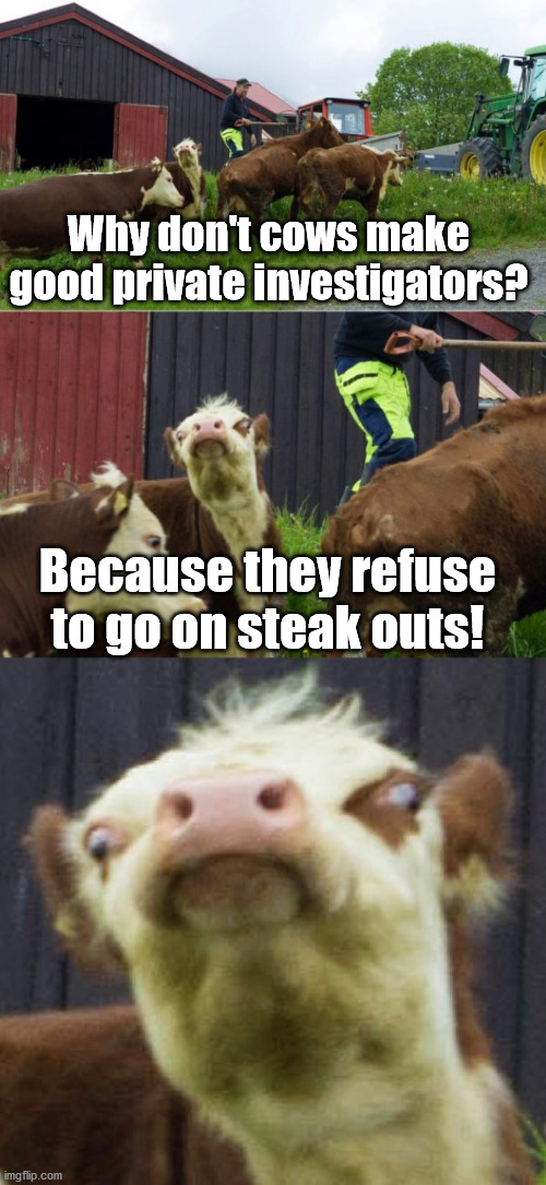 Bad pun cow  | Why don't cows make good private investigators? Because they refuse to go on steak outs! | image tagged in bad pun cow,eyeroll | made w/ Imgflip meme maker