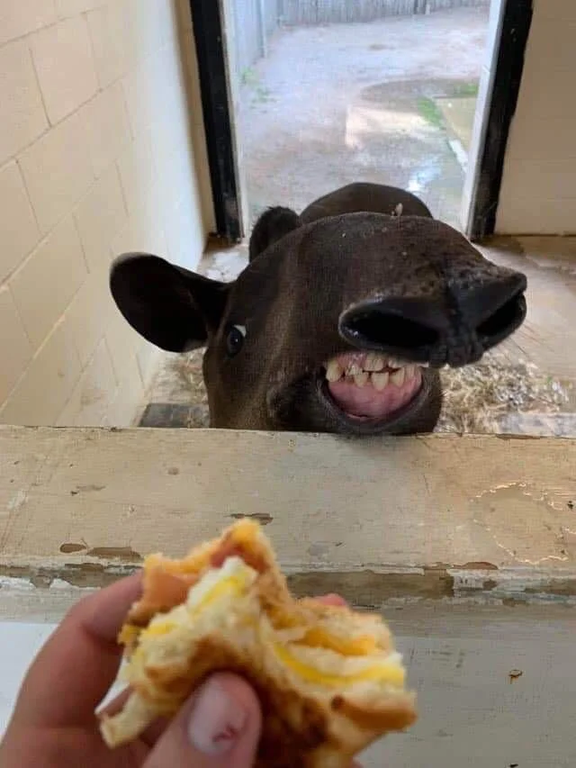 High Quality Tapir Sandwich Blank Meme Template