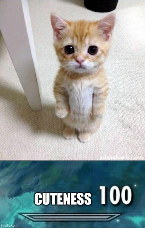 Hehe cute kitty | CUTENESS | image tagged in memes,cute cat,skyrim skill meme | made w/ Imgflip meme maker