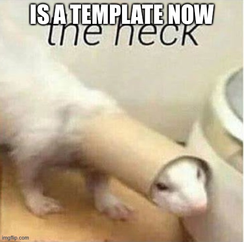 Ferret the heck | IS A TEMPLATE NOW | image tagged in ferret the heck | made w/ Imgflip meme maker