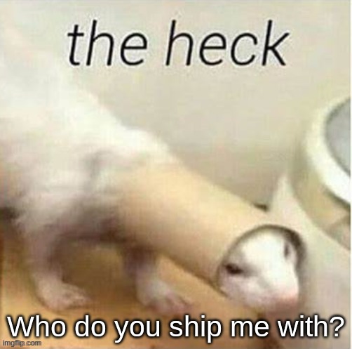 ecksdee | Who do you ship me with? | image tagged in ferret the heck | made w/ Imgflip meme maker