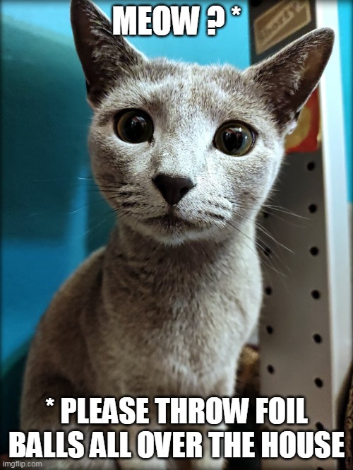 Silvie's habits | MEOW ? *; * PLEASE THROW FOIL BALLS ALL OVER THE HOUSE | image tagged in silvie,rb,russian blue,cats | made w/ Imgflip meme maker