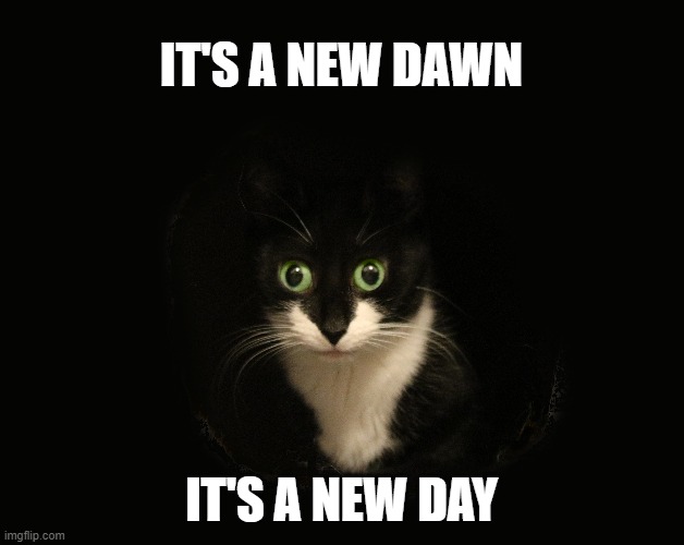 Meme from Minni cat | IT'S A NEW DAWN; IT'S A NEW DAY | image tagged in cats,funny meme,news,life | made w/ Imgflip meme maker
