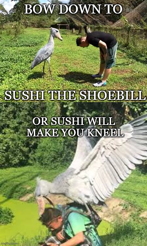 Respect the Animals | BOW DOWN TO; SUSHI THE SHOEBILL; OR SUSHI WILL 
MAKE YOU KNEEL | image tagged in shoebill,uganda,animals,funny animals,bird | made w/ Imgflip meme maker