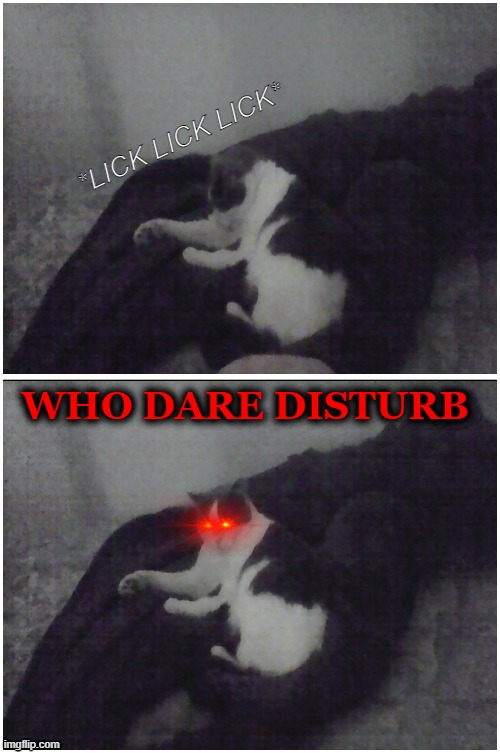 Oh no... | *LICK LICK LICK*; WHO DARE DISTURB | image tagged in cat,fresh memes | made w/ Imgflip meme maker