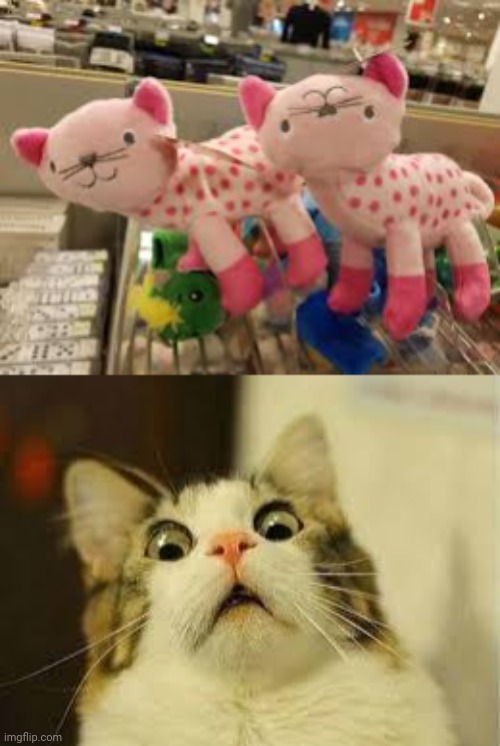 The stuffed cat on the right: oh no | image tagged in shocked cat,stuffed animal,cats,cat,memes,you had one job | made w/ Imgflip meme maker