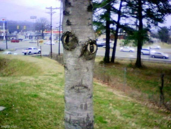 Disapproving Tree | image tagged in disapproving tree | made w/ Imgflip meme maker